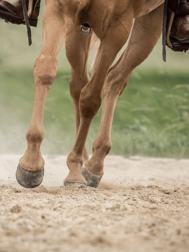 M3C Zand / Paardenbakzand