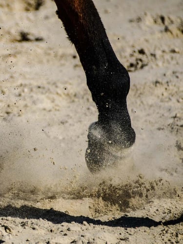 M3C Zand / Paardenbakzand