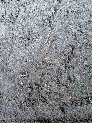 Zwarte grond